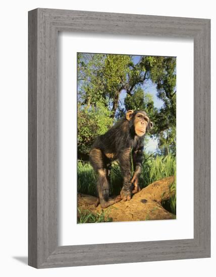 Chimpanzee-DLILLC-Framed Photographic Print