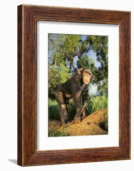 Chimpanzee-DLILLC-Framed Photographic Print