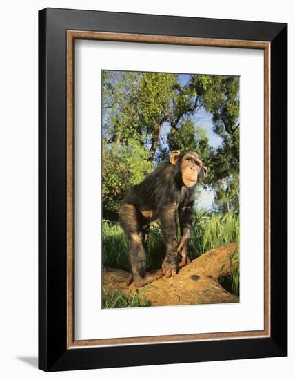 Chimpanzee-DLILLC-Framed Photographic Print