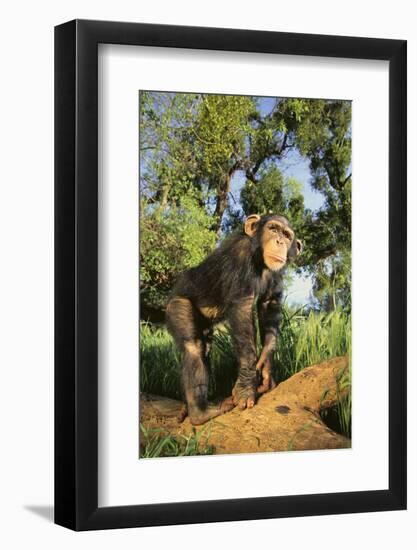 Chimpanzee-DLILLC-Framed Photographic Print