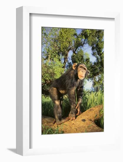 Chimpanzee-DLILLC-Framed Photographic Print