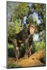 Chimpanzee-DLILLC-Mounted Photographic Print