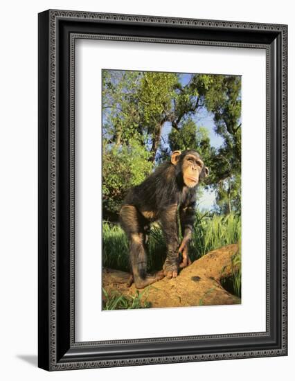 Chimpanzee-DLILLC-Framed Photographic Print