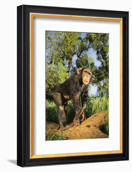 Chimpanzee-DLILLC-Framed Photographic Print