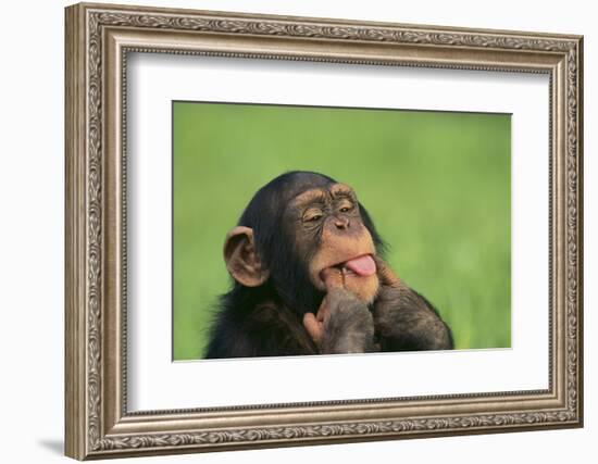 Chimpanzee-DLILLC-Framed Photographic Print