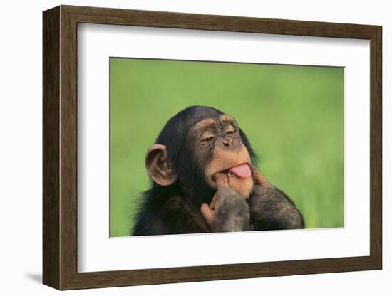 Chimpanzee-DLILLC-Framed Photographic Print