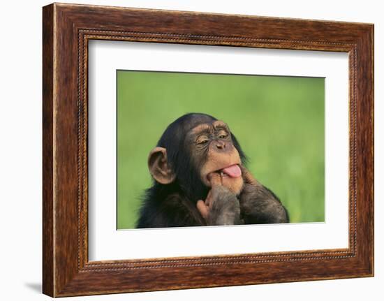 Chimpanzee-DLILLC-Framed Photographic Print