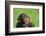 Chimpanzee-DLILLC-Framed Photographic Print