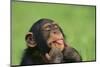 Chimpanzee-DLILLC-Mounted Photographic Print