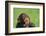 Chimpanzee-DLILLC-Framed Photographic Print