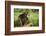 Chimpanzee-DLILLC-Framed Photographic Print