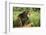 Chimpanzee-DLILLC-Framed Photographic Print