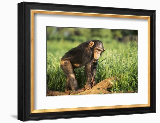 Chimpanzee-DLILLC-Framed Photographic Print