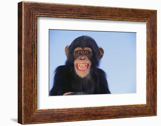 Chimpanzee-DLILLC-Framed Photographic Print