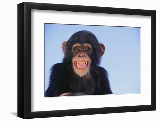 Chimpanzee-DLILLC-Framed Photographic Print