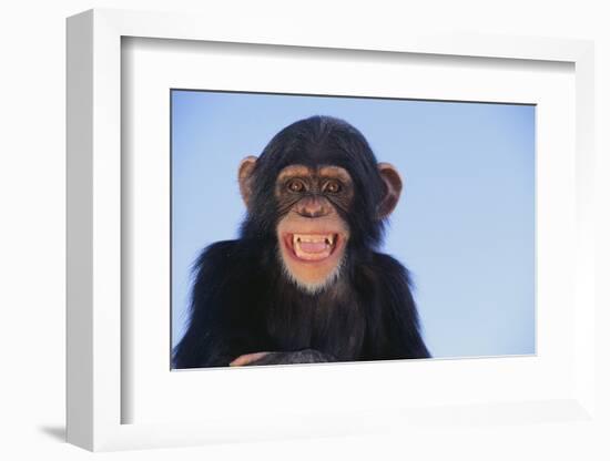 Chimpanzee-DLILLC-Framed Photographic Print