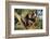 Chimpanzee-DLILLC-Framed Photographic Print