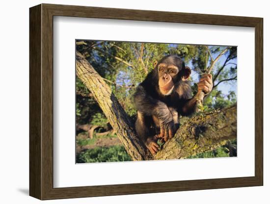 Chimpanzee-DLILLC-Framed Photographic Print