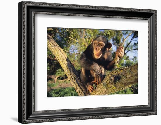 Chimpanzee-DLILLC-Framed Photographic Print