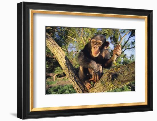 Chimpanzee-DLILLC-Framed Photographic Print