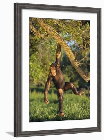 Chimpanzee-DLILLC-Framed Photographic Print