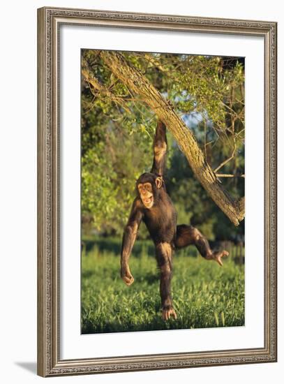 Chimpanzee-DLILLC-Framed Photographic Print