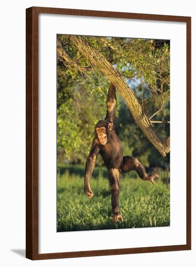 Chimpanzee-DLILLC-Framed Photographic Print