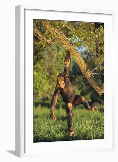 Chimpanzee-DLILLC-Framed Photographic Print