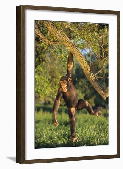 Chimpanzee-DLILLC-Framed Photographic Print