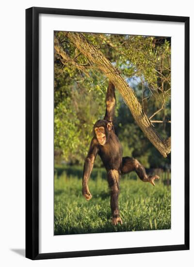 Chimpanzee-DLILLC-Framed Photographic Print