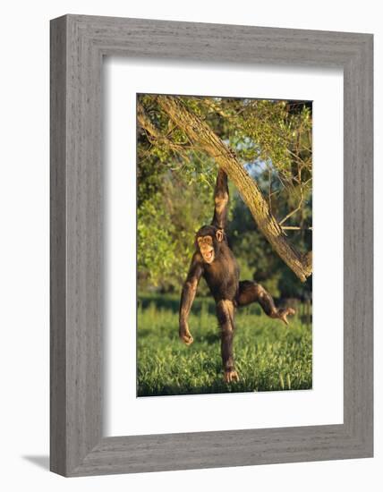 Chimpanzee-DLILLC-Framed Photographic Print