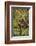 Chimpanzee-DLILLC-Framed Photographic Print