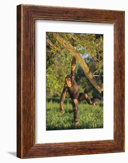 Chimpanzee-DLILLC-Framed Photographic Print