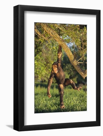 Chimpanzee-DLILLC-Framed Photographic Print