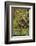 Chimpanzee-DLILLC-Framed Photographic Print