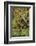 Chimpanzee-DLILLC-Framed Photographic Print