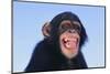 Chimpanzee-DLILLC-Mounted Photographic Print