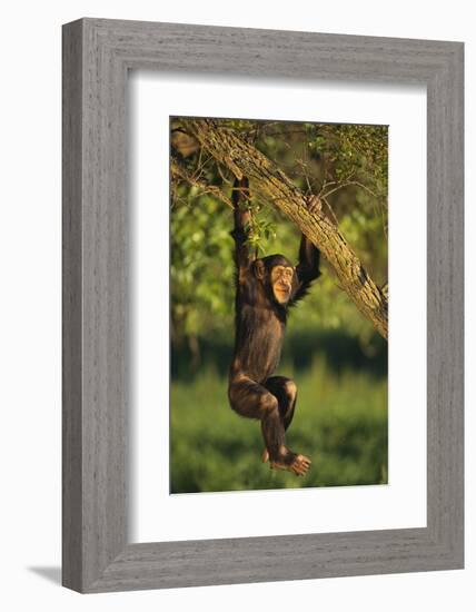 Chimpanzee-DLILLC-Framed Photographic Print