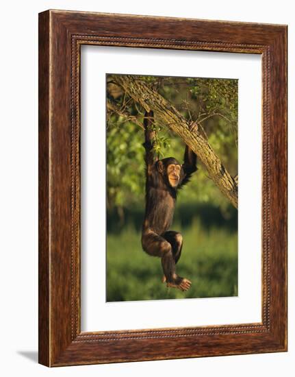 Chimpanzee-DLILLC-Framed Photographic Print