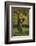 Chimpanzee-DLILLC-Framed Photographic Print