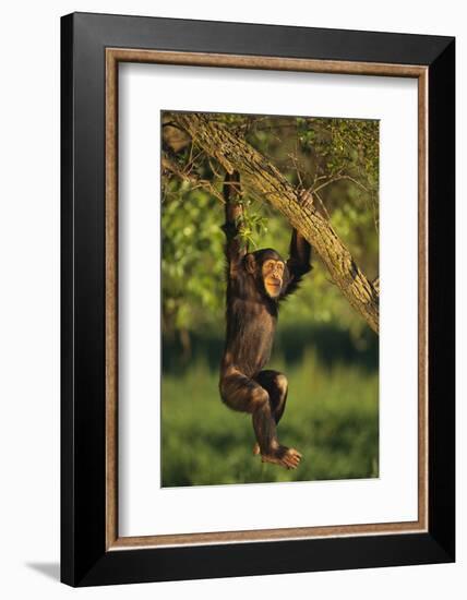 Chimpanzee-DLILLC-Framed Photographic Print