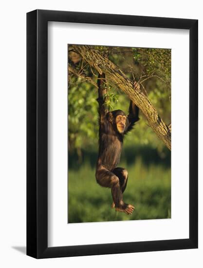 Chimpanzee-DLILLC-Framed Photographic Print