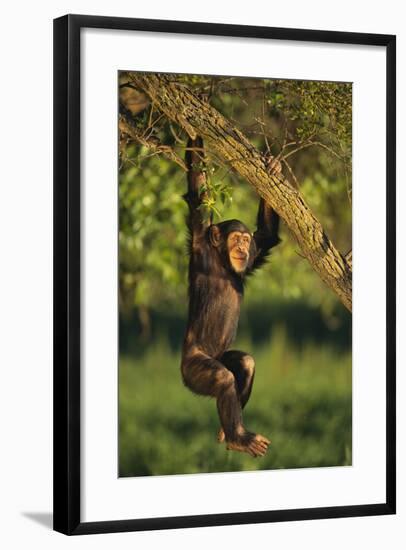 Chimpanzee-DLILLC-Framed Photographic Print