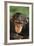 Chimpanzee-DLILLC-Framed Photographic Print