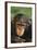 Chimpanzee-DLILLC-Framed Photographic Print