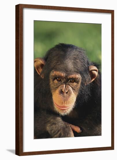 Chimpanzee-DLILLC-Framed Photographic Print