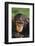 Chimpanzee-DLILLC-Framed Photographic Print