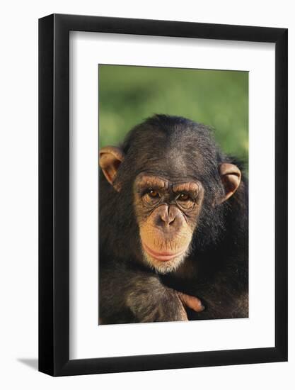 Chimpanzee-DLILLC-Framed Photographic Print