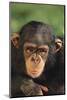 Chimpanzee-DLILLC-Mounted Photographic Print