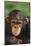 Chimpanzee-DLILLC-Mounted Photographic Print